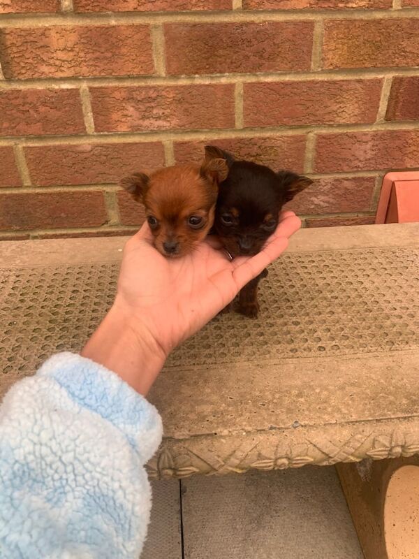 Chihuahua puppys for sale in Nuneaton, Warwickshire