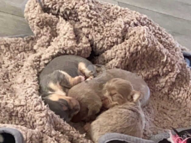 Chihuahua Puppies for sale in Bristol