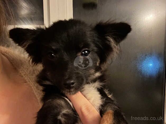 Chihuahua puppys for sale in Gillingham, Dorset - Image 1