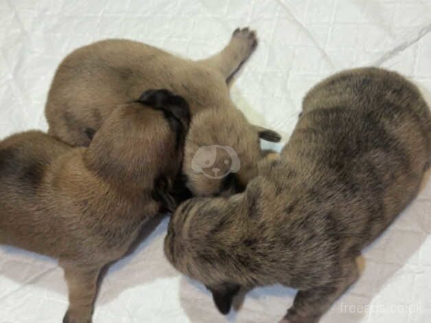 Chihuahua puppy's x3 for sale in West Bromwich, West Midlands