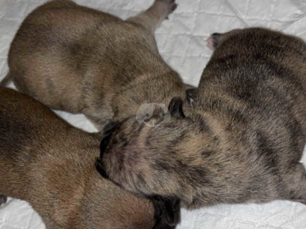 Chihuahua puppy's x3 for sale in West Bromwich, West Midlands - Image 2