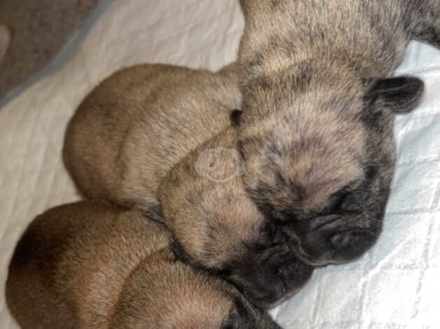 Chihuahua puppy's x3 for sale in West Bromwich, West Midlands - Image 4