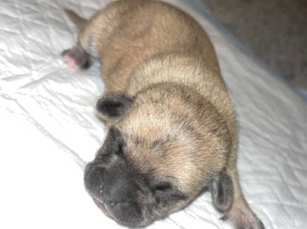 Chihuahua puppy's x3 for sale in West Bromwich, West Midlands - Image 5