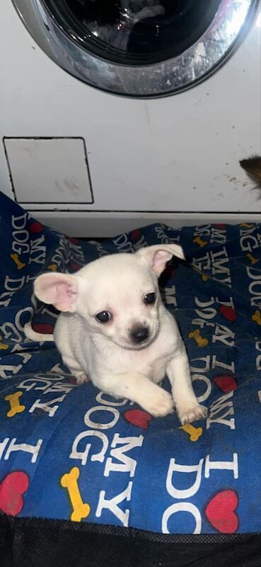 Chihuahua pups for sale in Wigan, Greater Manchester