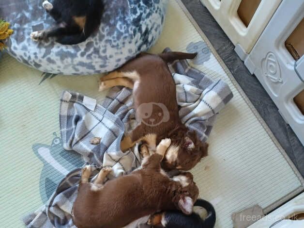 Chihuahua pups for sale chocolate girl Black n white girl black n white boy for sale in Stoke-on-Trent, Staffordshire