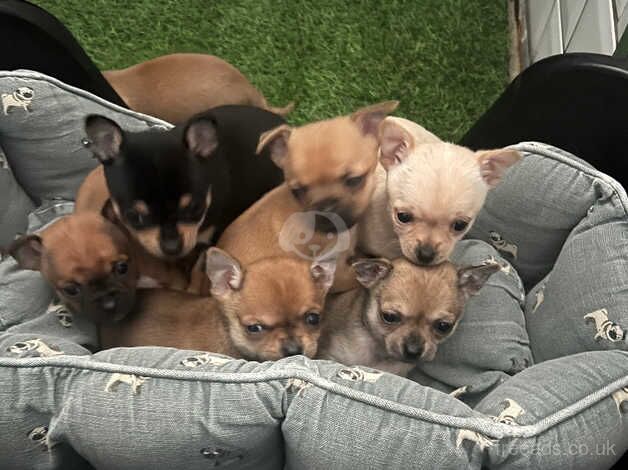 Chihuahua pups for sale in Barnsley, South Yorkshire - Image 1