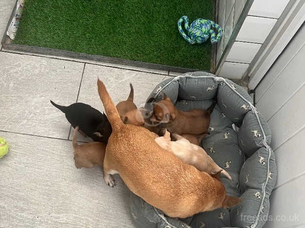 Chihuahuas for sale in Barnsley, South Yorkshire