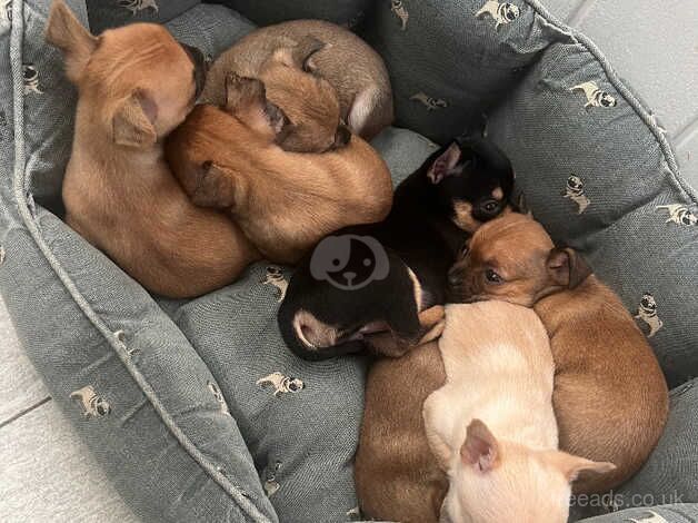 Chihuahua Puppies for sale in South Yorkshire