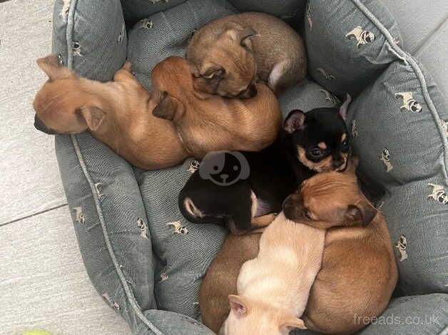 Chihuahua Puppies for sale