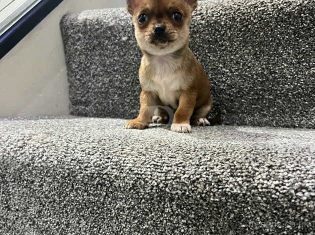 Chihuahua pups for sale in Barnsley, South Yorkshire