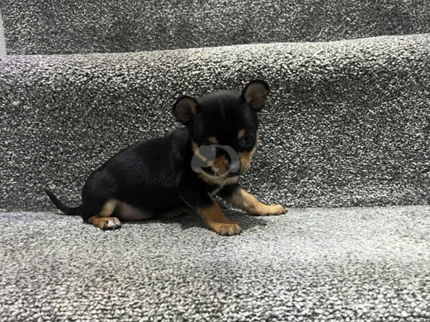 Chihuahua Puppies for sale in South Yorkshire