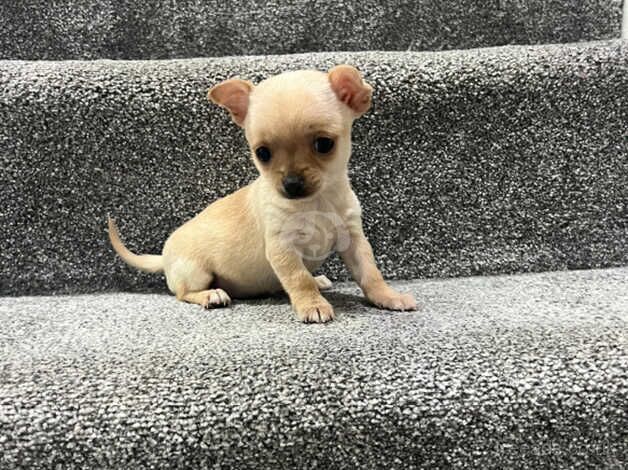 Chihuahua Puppies for sale