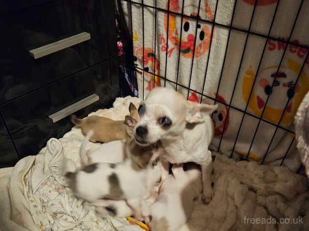 Chihuahua pups for sale in Chorley, Lancashire