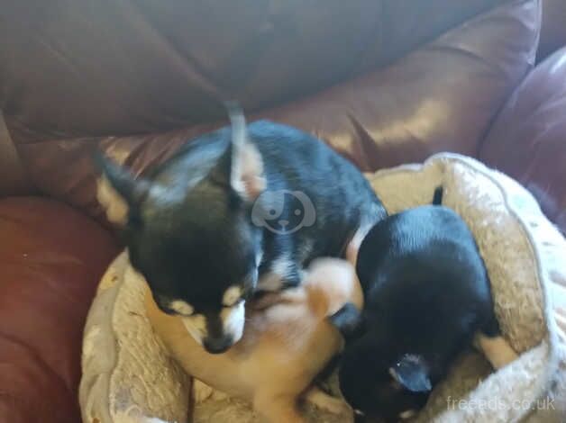 Chihuahua Puppies for sale in Craigavon