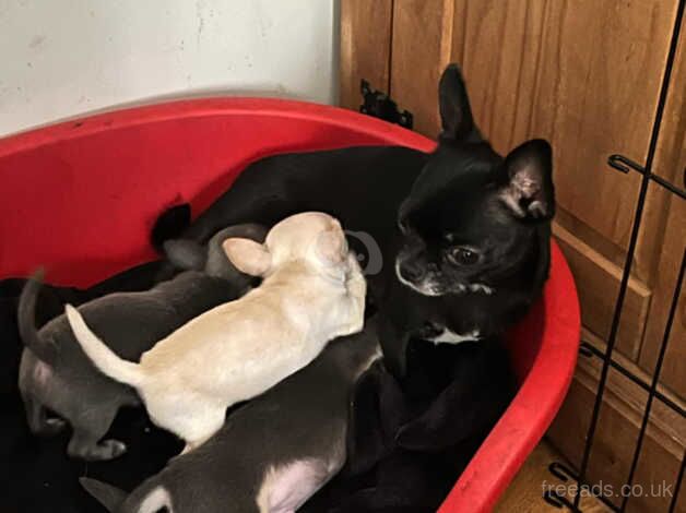 Chihuahua pups for sale in Penrith, Cumbria