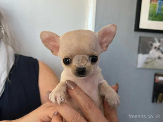 Chihuahua Puppies for sale in Cumbria