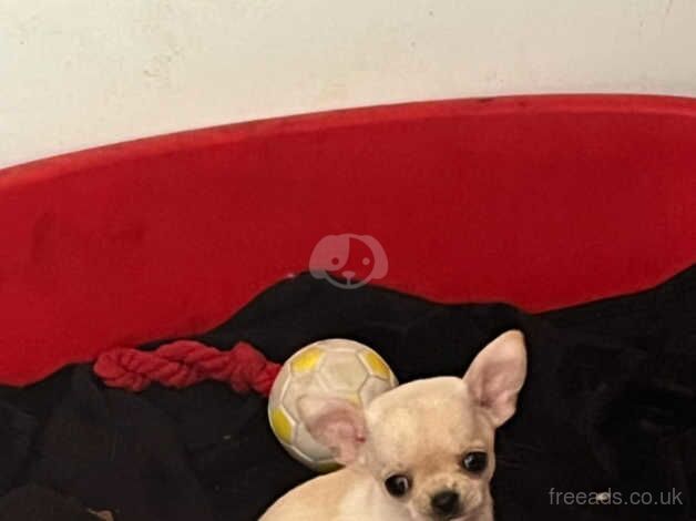 Chihuahua Puppies for sale