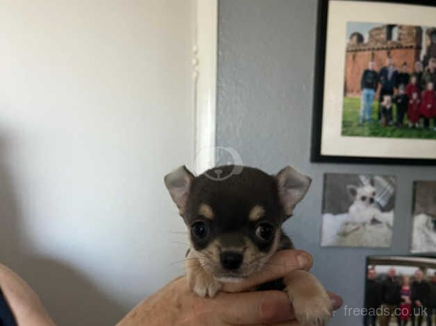 Chihuahua pups for sale in Penrith, Cumbria - Image 5