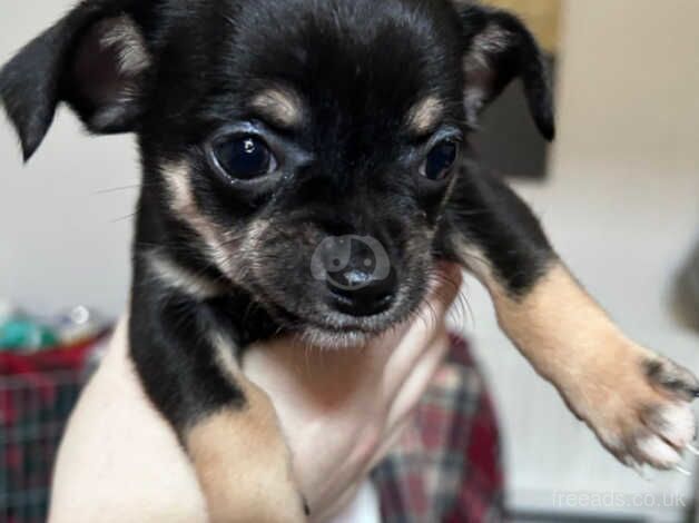 chihuahua pups for sale in Wallsend, Tyne and Wear