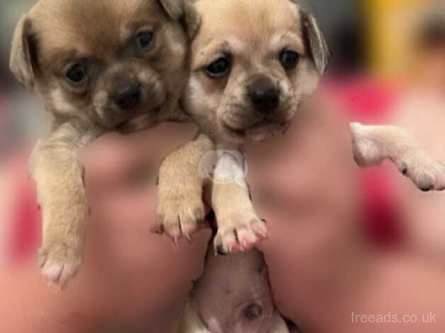 chihuahua pups for sale in Wallsend, Tyne and Wear - Image 2