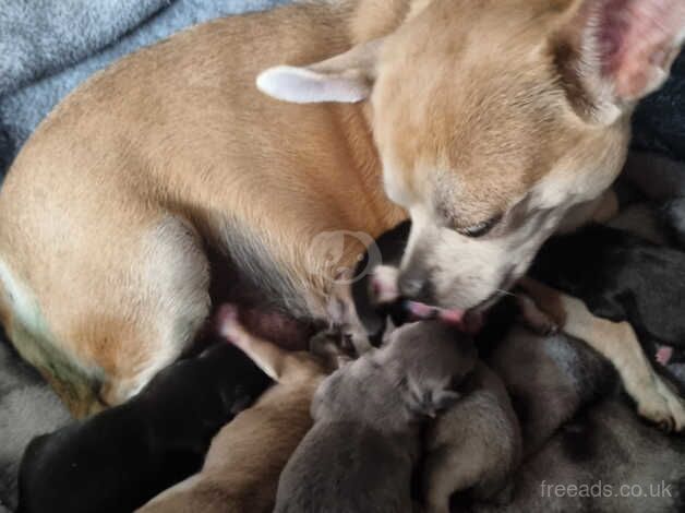 Chihuahua Puppies for sale in Tyne and Wear