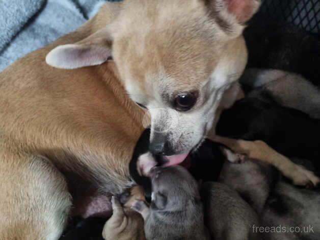 Chihuahua Puppies for sale