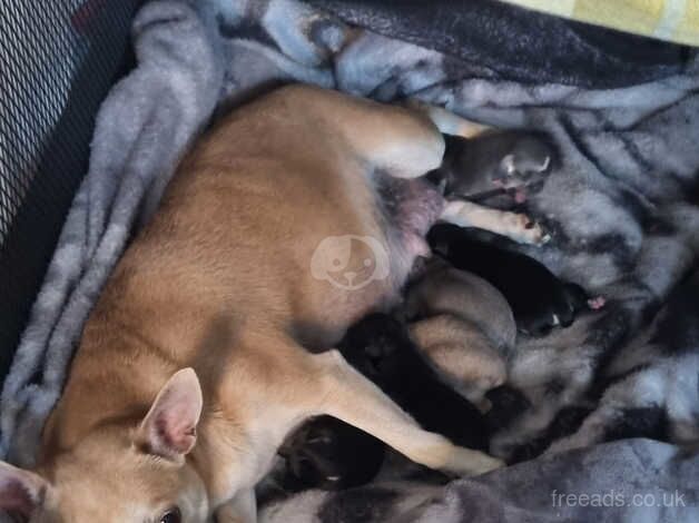 chihuahua pups for sale in Wallsend, Tyne and Wear - Image 5