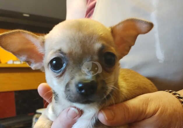 Chihuahuas for sale in Craigavon, Craigavon