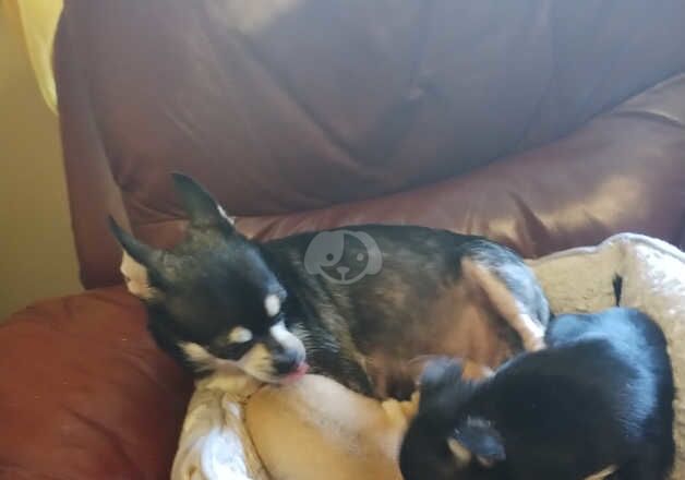 Chihuahua Puppies for sale in Craigavon