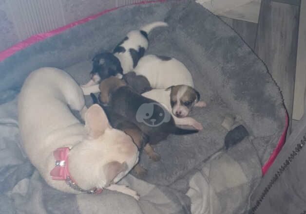 CHIHUAHUA PUPS READY TO LEAVE IN 3 weeks for sale in Wolverhampton, West Midlands