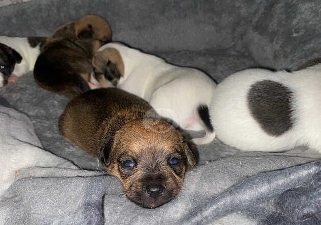 Chihuahua Puppies for sale in West Midlands