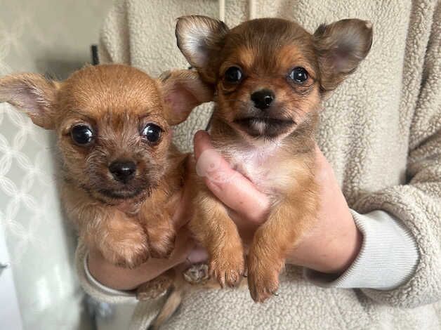 Chihuahua pups ready to leave for sale in Tredegar, Blaenau Gwent