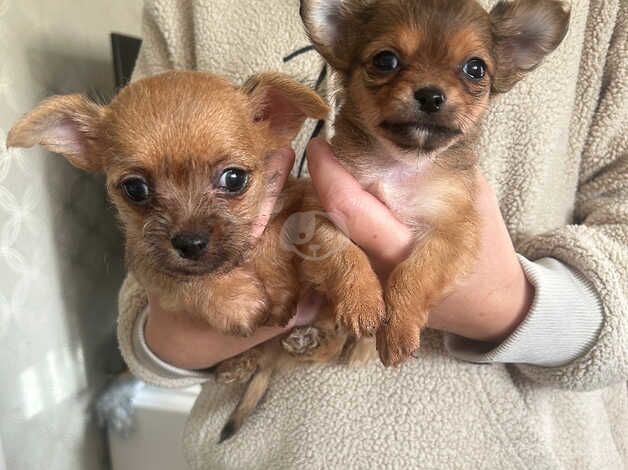 Chihuahua pups ready to leave for sale in Tredegar, Blaenau Gwent - Image 2