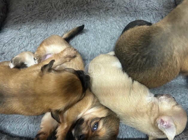 Chihuahua pups ready to leave for sale in Tredegar, Blaenau Gwent - Image 3