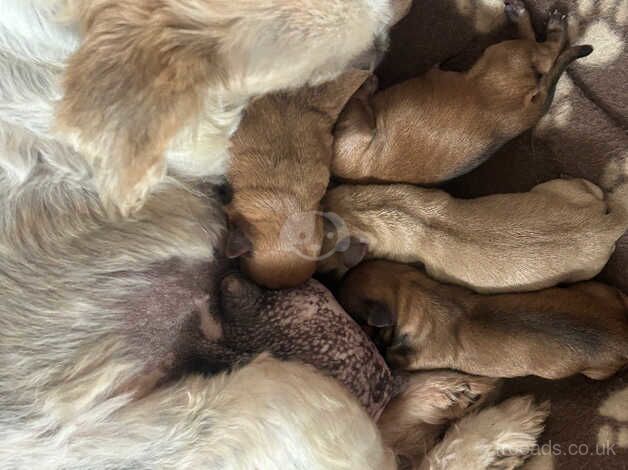 Chihuahua pups ready to leave for sale in Tredegar, Blaenau Gwent - Image 4