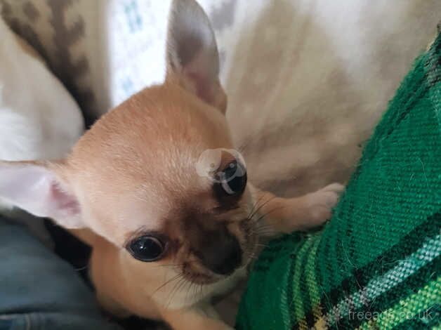 Chihuahua Smoothcoat boy puppy for sale in Dorchester, Dorset - Image 1