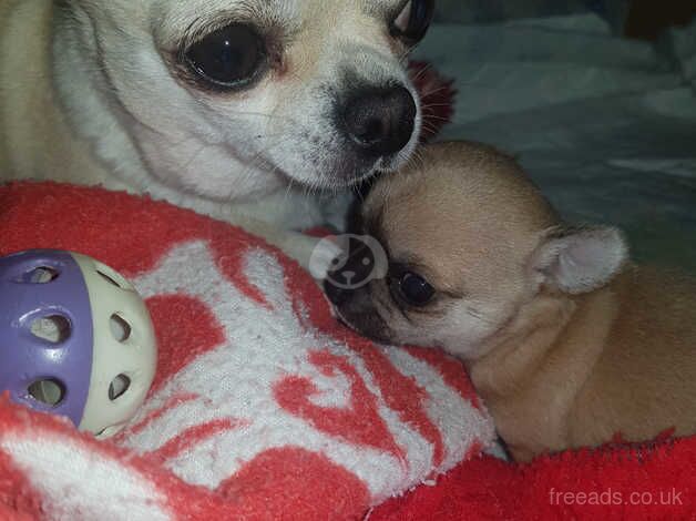 Chihuahua Smoothcoat boy puppy for sale in Dorchester, Dorset - Image 2