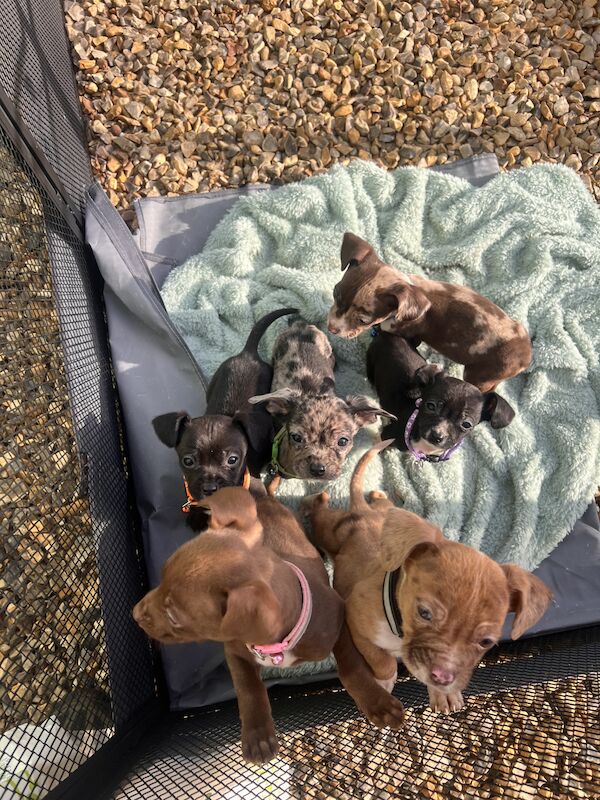 Chihuahua x cocker spaniel for sale in Dereham, Norfolk