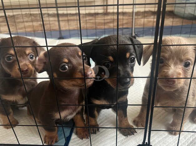 Chihuahua x dachshund puppies for sale in West Malling, Kent