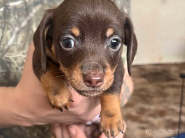 Chihuahua x dachshund puppies for sale in West Malling, Kent - Image 2