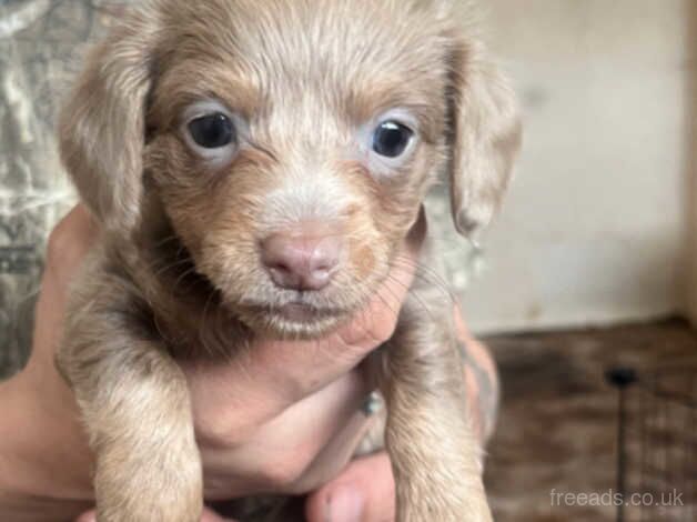 Chihuahua x dachshund puppies for sale in West Malling, Kent - Image 3