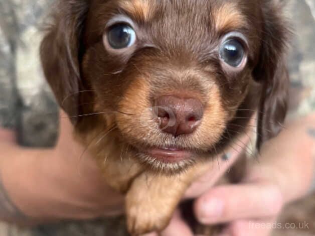 Chihuahua x dachshund puppies for sale in West Malling, Kent - Image 4