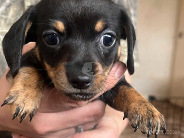 Chihuahua x dachshund puppies for sale in West Malling, Kent - Image 5