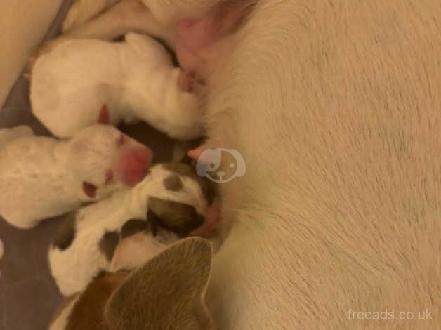 Chihuahua X Jack russel puppies for sale in Crewe, Cheshire - Image 4