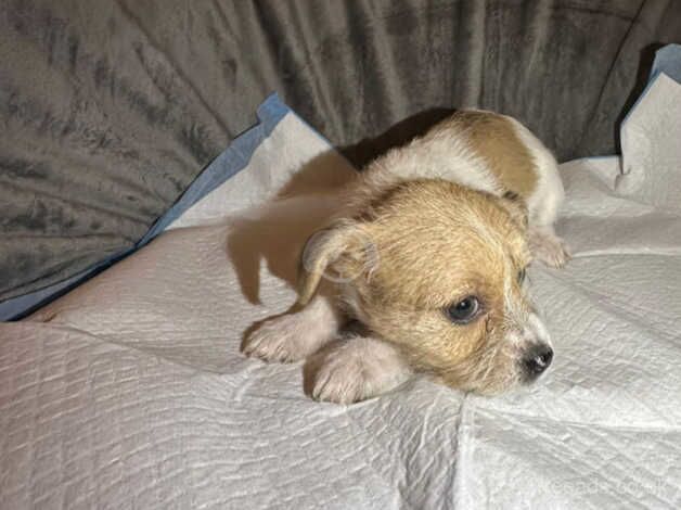 chihuahua x Jack russell puppies for sale in Accrington, Lancashire - Image 1