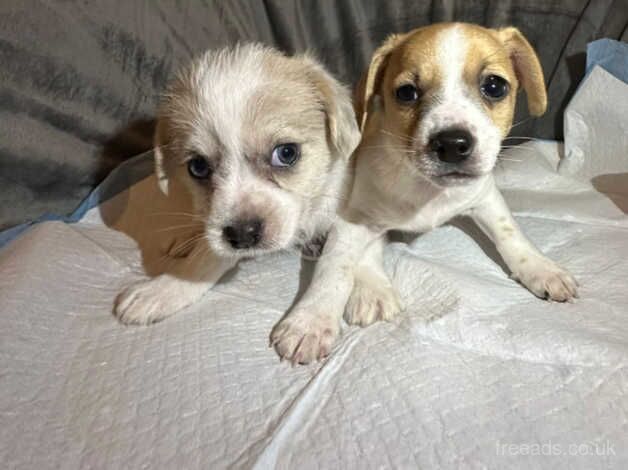 chihuahua x Jack russell puppies for sale in Accrington, Lancashire - Image 2