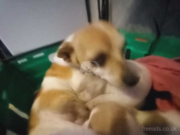 chihuahua x Jack russell puppies for sale in Accrington, Lancashire - Image 3