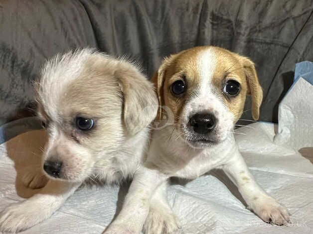 Chihuahua Puppies for sale