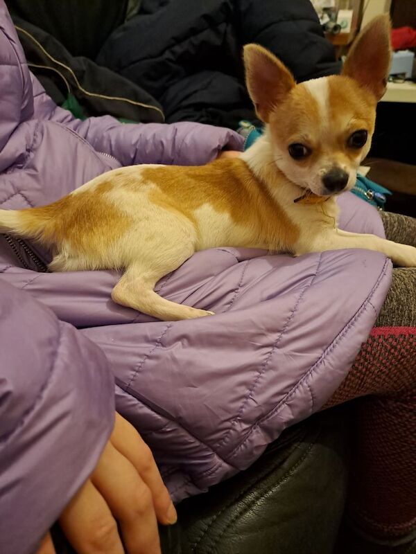 chihuahua x jackrussel for sale in King's Lynn, Norfolk