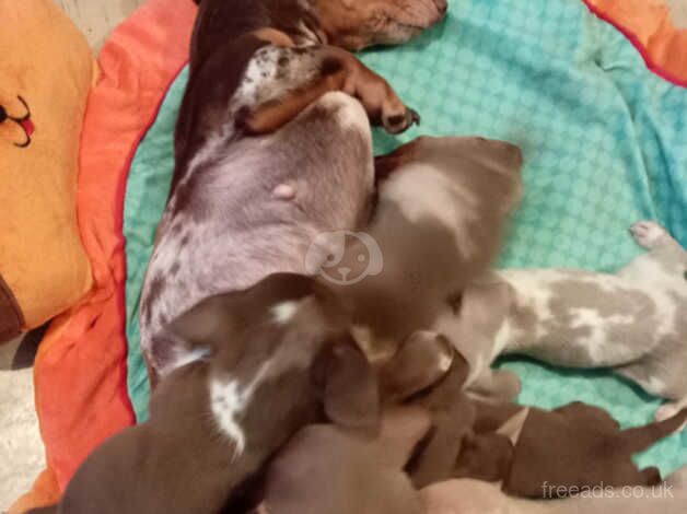 Chihuahua x mini dachshund for sale in Worcester, Worcestershire - Image 1